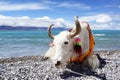 Plateau lake and White yak