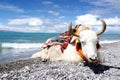 Plateau lake and White yak