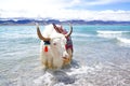 Plateau lake and White yak