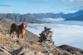 Plateau natural scenery, golden retriever standing on the top of the mountain