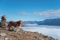 Plateau natural scenery, golden retriever standing on the top of the mountain