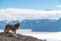 Plateau natural scenery, golden retriever standing on the top of the mountain