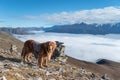 Plateau natural scenery, golden retriever standing on the top of the mountain