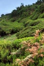 Plateau of Parque natural de Madeira, Madeira isla