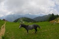 Plateau Pokut on Kackar Mountains in Turkey