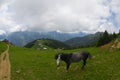 Plateau Pokut on Kackar Mountains in Turkey