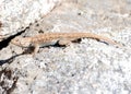 Plateau side-blotched lizard Royalty Free Stock Photo