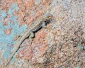 Plateau side-blotched lizard Royalty Free Stock Photo