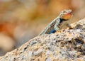 Plateau side-blotched lizard Royalty Free Stock Photo