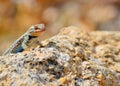 Plateau side-blotched lizard Royalty Free Stock Photo