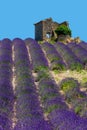 Ruins of an old rustic stone house on a lavender field.