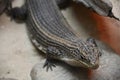 A Plated Lizard Royalty Free Stock Photo