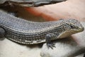 A Plated Lizard Royalty Free Stock Photo