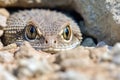 a plated lizard peeking out from a rocky burrow Royalty Free Stock Photo