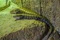 Plated lizzard in Loro Parque, Tenerife on Canary Islands