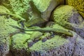 Plated lizzard in Loro Parque, Tenerife, Canary Islands