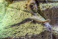 Plated lizzard in Loro Parque, Tenerife, Canary Islands