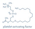 Platelet-activating factor molecule. Plays role in thrombosis, inflammation, etc Skeletal formula.