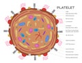 Platelet cell anatomy Royalty Free Stock Photo