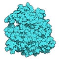 Platelet-derived growth factor receptor A (PDGFRA, kinase domain) protein. Target of anticancer monoclonal antibody olaratumab. 3D