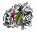 Platelet factor 4 (PF-4) chemokine protein