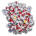 Platelet factor 4 PF-4 chemokine protein. 3D rendering, atoms are represented as spheres with conventional color coding.