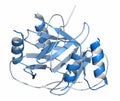 Platelet factor 4 PF-4 chemokine protein. 3D rendering, cartoon representation. N-to-C gradient coloring.