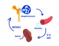Platelet life circle. The life circle  of the thrombocyte from bone marrow to spleen Royalty Free Stock Photo