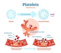 Platelets or thrombocyte activation fibrin in blood vessel vector illustration diagram. Anatomical blood scheme.