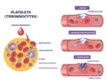 Platelets thrombocytes visual shows vessel injury, adhesion and aggregation forming ... Royalty Free Stock Photo