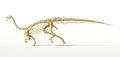 Plateosaurus dinosaur, full photo-realistic skeleton, side view.