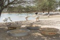 Plates with birds provender for geese and ducks in the sanctuary Royalty Free Stock Photo