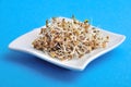 Plates of seeds germinated alfafa Royalty Free Stock Photo