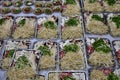 Plates with various ingredients prepared for the chinese hotpot. Royalty Free Stock Photo