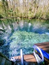 Platform overlooking the aqua teal spring waters surrounded by early spring forest, Buford Sink, Chassahowitzka Wildlife