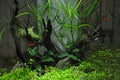 Platies in Aquascaping Royalty Free Stock Photo