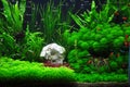 Platies, tetras and mollies in Aquascaping Royalty Free Stock Photo