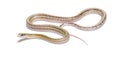 Platinum Beauty rat snake, orthriophis taeniura taeniura