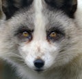 Platinum fox in enclosure at UK wildlife park.