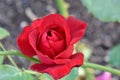 Platinum Red Rosebud 02