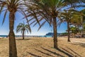 Palm trees at sand beach of seaside in Paguera on Majorca island, Spain