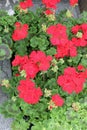 platns of red geraniums flowers Royalty Free Stock Photo