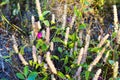 Platostoma cochinchinenses flower blur with small tree