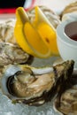 A platter of fresh organic raw oysters on ice Royalty Free Stock Photo