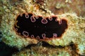 Platworm (Platyhelminthes) in the filipino sea January 18, 2012