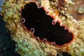 Platworm (Platyhelminthes) in the filipino sea January 18, 2012