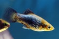 Platy Royalty Free Stock Photo