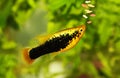 Platy eating fish flake food feeding aquarium fish Royalty Free Stock Photo