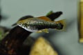 Platy fish  swimming in tropical exotic aquarium Royalty Free Stock Photo