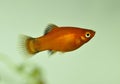 Platy fish  swimming in tropical exotic aquarium Royalty Free Stock Photo